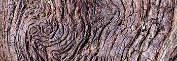Irish Bog Oak