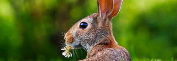 The Irish Hare